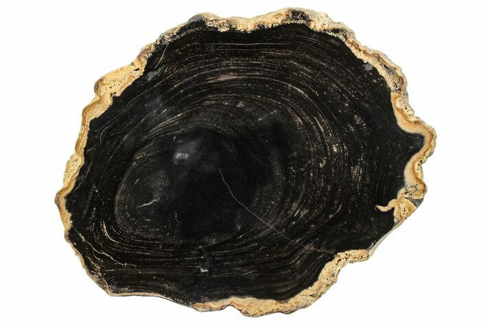 Polished Petrified Wood Round - Sweet Home, Oregon #290568